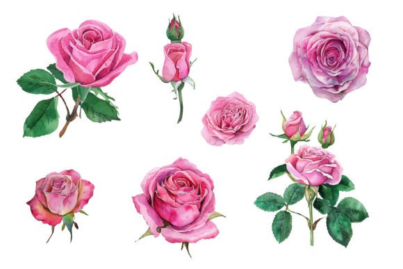 Pink Rose Watercolor Illustration: A Creative Guide
